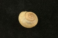 藏品(球蝸牛)的圖片